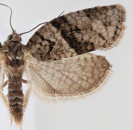  Male. © Loren Jones. Image used with permission.
